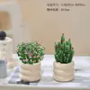 Plantas Atractoras de Fortuna, Árbol del Dinero, Suculentas Difíciles de Matar, Plantas Verdes para Escritorio de Oficina, Macetas