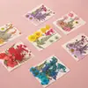Marcapáginas de Flores Secas DIY Hecho a Mano Casero Botella Colección de la Infancia Primavera Hojas Transparentes Espécimen de Planta Sello de Plástico