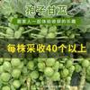 Sementes de Couve de Esporo, Sementes de Couve de Esporo, Sementes de Couve de Broto Pequeno na Primavera e no Outono, Sementes de Vegetais Fáceis de Semear na Varanda