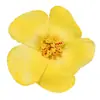 Flor de Frangipani Simulada, Flor de Hibisco, Acessórios de Cabeça de Flores Havaianas, Presilha de Cabelo de Flores Secas