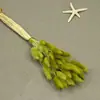 Flores Secas, Cola de Conejo, 60 Piezas/Manojo, Ramo de Lujo Ligero, Adornos de Flores Reales, Pequeño Ramo de Flores Eternas Regalo, Materiales de Flores Reales