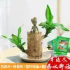 Madeira Brasileira Hidropônica Planta Madeira da Sorte Interior Com Brotos Florescendo Quatro Estações Fácil de Cuidar Pessoa Preguiçosa Planta de Vaso de Mesa Pequena Planta Verde