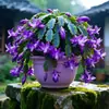 Planta em vaso de orquídea garra de caranguejo multicolorida com botões, haste madura requintada de pétalas duplas, uma planta verde florida que floresce o ano todo e é fácil de cuidar em ambientes internos