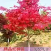 Planta en maceta de plántula de arce rojo japonés Auténtico Arce rojo chino Árbol grande Patio Danza Roja de Cuatro Estaciones Muchacha Bonsái Rojo Rojo