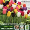 Resistencia al FríoTulipán Holandés Hidropónico Planta de Floración Cuatro Estaciones Planta Verde Flores en Maceta para Sala de Estar Apto para Principiantes