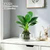 Platino Diamante Bola de Musgo Hidropónica Planta Decoración de Escritorio de Oficina Planta Verde Perenne Purificador de Aire para Todas las Estaciones Princesa Verde