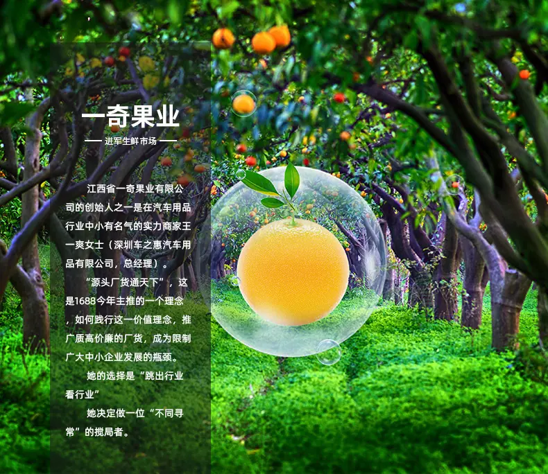 山东玉菇甜瓜详情图17