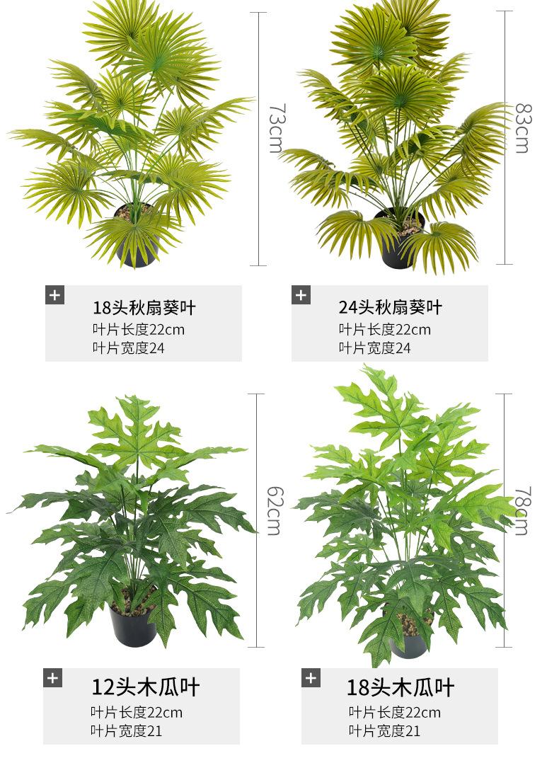 扇葵叶_09.jpg