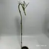 Suporte de bambu para incenso em formato de dragão, matéria-prima brotos de bambu, materiais de bambu DIY feitos à mão, porta-incenso de cabeça de dragão, bambu maciço, bambu oco