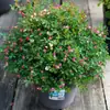Rosa miniatura, rosa de floración abundante, multiflora, tipo mini, florece todo el año en macetas de balcón