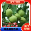 Dropshipping Plantones de Nogal Injertados con Corteza de Papel Fina para Jugar Plantones de Nogal Plantados en el Norte y el Sur Plantones de Fruta Extra Grande