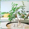 Bambu Nantian em Vaso Sala de Estar Plantas Hidropônicas Árvore Real Interior Fácil de Cultivar Aquáticas Alto Padrão Importado Galhos Frescos Cortados Plantas Verdes Cultivadas em Água
