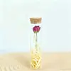 Espécimes de Flores Secas de Gipsofila e Rosa em uma Garrafa dos Desejos, um Presente para Melhores Amigos no Dia dos Namorados Qixi