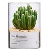 Jarrón de Vidrio Transparente Estilo Nórdico Ins Simple, Contenedor Hidropónico para Suculentas, Maceta Cilíndrica Recta, Botella de Jardinería para Cactus