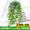 Plantas de Hiedra en Maceta, Plantas Colgantes, Plantas Trepadoras, Plantas Verdes de Fácil Cuidado para Interiores y Balcones, Perennes Todo el Año, Plantas Absorbentes de Formaldehído