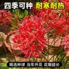 Bulbo de Lycoris radiata Manzhushahua flor roja en maceta brocado cambiante Amarilis bulbo grande flores de balcón fragancia fuerte Nardo