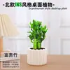 Las plantas en maceta son fáciles de cuidar en las salas de estar interiores.; plantas verdes hidropónicas, bonsáis creativos, plantas de la suerte, plantas pequeñas en maceta y árboles de la fortuna son todas excelentes opciones