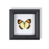 Marco de Fotos de Espécimen de Mariposa Pintura Decorativa de Madera Adorno Retro Europeo Soporte de Exhibición Muebles DIY Regalo de Cumpleaños Regalo