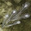 Suprimentos do Fabricante Cauda de Fênix de Plástico de Cinco Pontas, Cauda de Pavão Simulada, Cauda de Fênix para Casamento, Decoração Floral para Caminho de Folhas de Pavão