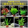 Plantas de Acuario, Decoraciones de Paisajismo con Césped Real, Plantas Aptas para Principiantes, Crisantemo Verde Ciempiés, Plantas de Sombra, Piedra Volcánica, Plantas Verdes Purificadoras de Agua