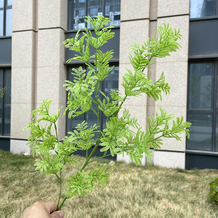 4叉原色含羞草 浅黄绿.JPG