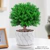 Evergreen Interior Balcón Patio Escarcha Plantas En Maceta Son Fáciles de Mantener y Viven en Escritorio Bonsái Verde Plantas Verdes Pinos