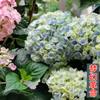 Hortensia de Heidi, plántulas en maceta, flores grandes de verano sin fin, espejo Wanhua, plantas para balcón, jardín y patio.