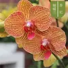 Plántulas de Orquídea Phalaenopsis con Varas Florales y Capullos, Orquídeas en Maceta, Plántulas Grandes, Plantas y Flores Fáciles de Mantener en la Sala de Estar o en Interiores Durante Todo el Año