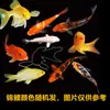 Carpa Roja por Peso Especificaciones Calidad del Pescado Garantizada Origen Shanghái Peces Ornamentales Pequeños de Agua Dulce de la Familia de las Carpas