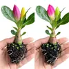 Planta de rosa del desierto auténtica de pétalos dobles en maceta, fácil de cuidar en interiores o en un balcón, florece todo el año, repele mosquitos y es resistente a la sequía.