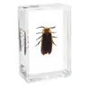 Fabricante de Espécimenes Reales de Insectos, Fábrica de Artesanías de Alta Calidad Operada Directamente, Educación Primaria, Educación Científica al por Mayor, Fideos Instantáneos en Stock