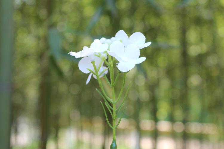 125-花草_15.jpg