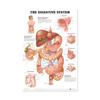 Cartaz de anatomia de órgão humano de venda quente transfronteiriça versão em inglês pintura em lona de músculo esquelético núcleo pintura decorativa moderna de sala de estar