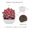 Más de 100 Tipos de Combinaciones de Plantas Suculentas Artificiales en Maceta Mini, Ventas Transfronterizas Populares, Estilo Sencillo Decoración del Hogar Flores Artificiales y Plantas Verdes, Directo de la Fábrica Fuente