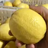 Limões Amarelos Frescos an Yue no Atacado, Frutas Selecionadas de Primeira Qualidade, Entrega Direta de Múltiplas Origens, Frutas Maduras, Não Amargas