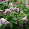 Envío directo de una pieza Plántulas de Flor de Rosa Verde Pálido Enmacetadas Flores Grandes Fragantes Plantas Verdes de Balcón y Patio Florecen en Todas las Estaciones