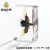 Artesanías de especímenes, insectos reales, escarabajo ciervo, escorpión, escarabajo, araña, regalos de enseñanza de ciencias biológicas, adornos de resina