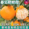 Venta al por mayor de plántulas de mandarina de primavera para plantar tanto en regiones del norte como del sur, plántulas de naranja injertadas en maceta y plántulas de mandarina