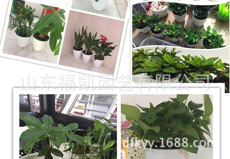 懒人花盆新_18