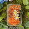 Pacote de Materiais Flor Eterna Flor Seca Porta-Retratos Grupo Pintura em Leque Cartão de Felicitações Flor Seca Amanhecer Natural Flor Real Caixa Gota de Gel DIY Salão