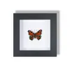 Especimen Decorativo Colgante de Mariposa Real Raro y Precioso, Adorno de Insecto con Marco de Madera Maciza, un Regalo Único para un Amigo Cercano