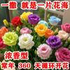 E-commerce Dropshipping de Sementes de Lisianthus para Uso Interno e Externo em Todas as Estações, Flores de Vaso Fáceis de Cuidar, Sementes de Flores Floríferas para Exterior