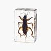 Resina de Venta Caliente Transfronteriza Muestras de Insectos Reales Araña Escorpión Saltamontes Regalo de Recompensa para Estudiantes de Primaria Regalo Artesanal