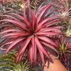 Piña de Aire Planta sin Tierra para Personas Mayores, Hierba de Aire Piña Planta Verde Creativa de Cuatro Estaciones Perenne Colgante de Interior