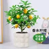 Sementeira de Limoeiro em Vaso Fruta Limão Fragrância Forte Com Fruta Comestível Planta Verde de Interior Sala de Estar Fácil de Cuidar Todas as Estações
