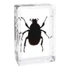 Fabricante de Espécimenes Reales de Insectos, Fábrica de Artesanías de Alta Calidad Operada Directamente, Educación Primaria, Educación Científica al por Mayor, Fideos Instantáneos en Stock