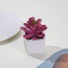 Inverno Mang Mini Simulação Suculenta em Vaso Pequeno Bonsai Bacia Cerâmica Quadrada Decoração de Casa Sala de Estar Interna Mesa