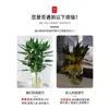 Bambú Guanyin, Bambú Atractor de Fortuna, Flor de Raíz Hidropónica, Planta Verde Atractora de Riqueza, Cesta de Potos, Planta en Maceta Fácil de Cuidar para Uso en Oficina