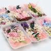 Flor eterna Margarida Gympani Flor seca jardim de infância Handmade diy Dry Flower Material Pacote Prensado Aromaterapia Goma Folhas Gota