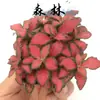 Hierba enmallada, helecho de hoja pequeña, micro paisajismo, terrario acuático, musgo hidropónico, planta verde decorativa, planta verde de escritorio DIY